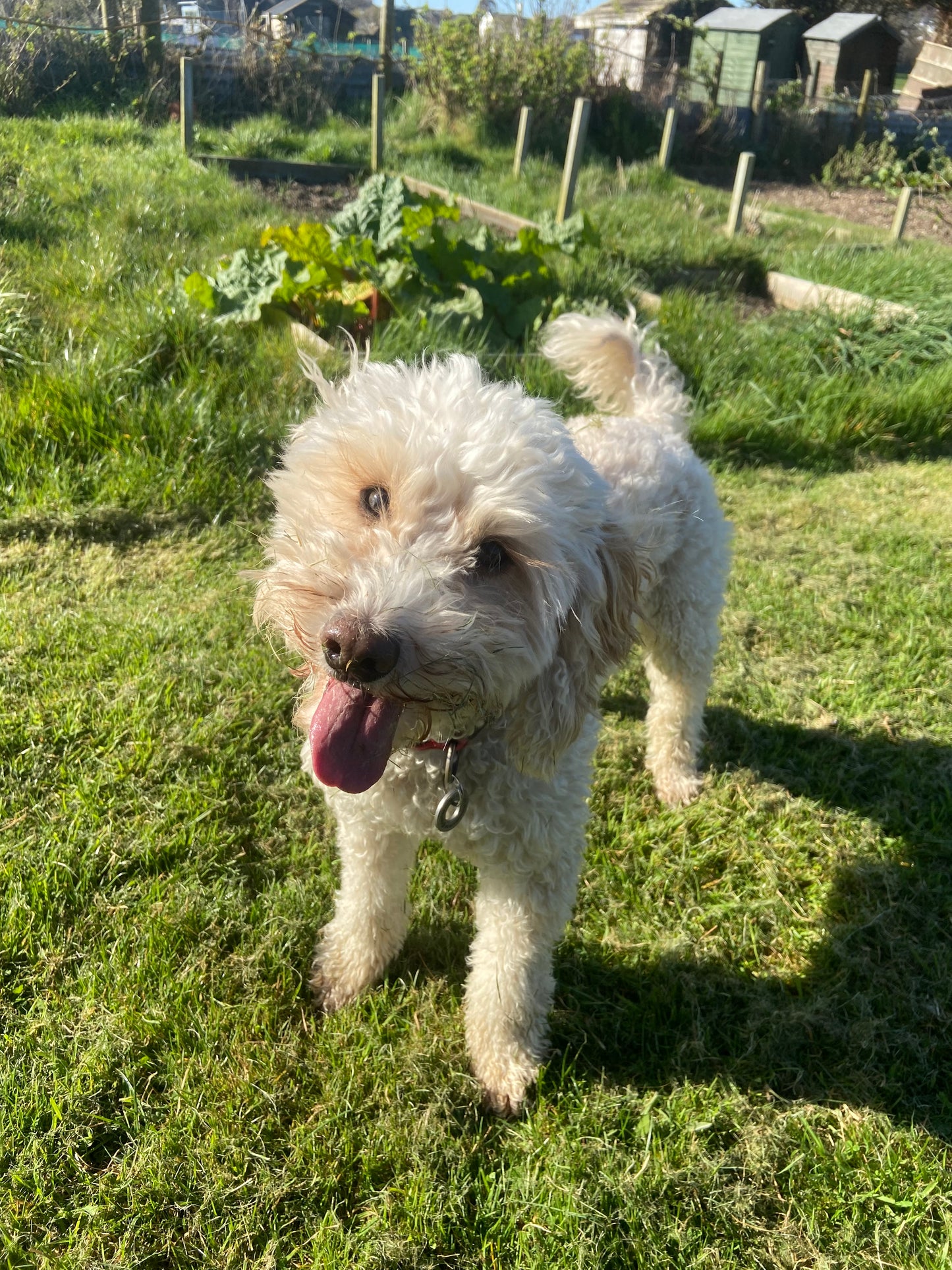 Max bar - dog shampoo